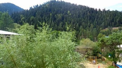 ნატვრის ხე_3