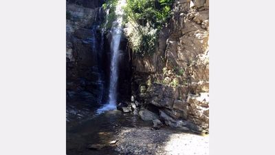 ვაინ გარდენ_2