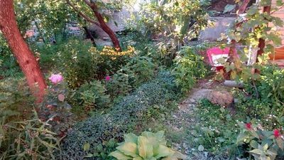 ჩირინა_2