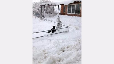 ზინდისი_9