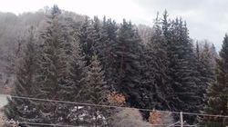 საოჯახო სასტუმრო ბაკურიანში წერეთელზე 18