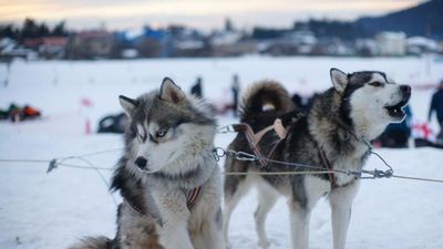 ორბი პალასის აპარტამენტი 213_7