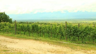 მაროშენი_8