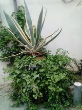 ანდრია_8