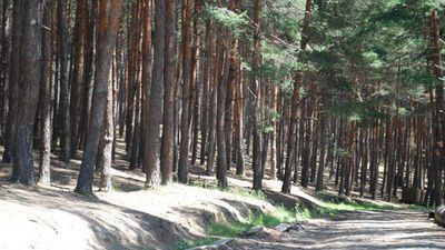 კოტეჯი სურამი_4