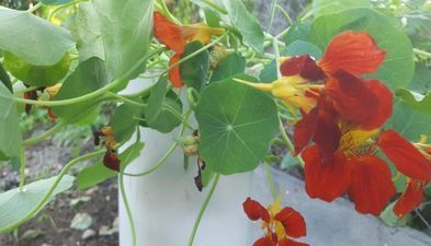 კახიმერი_3