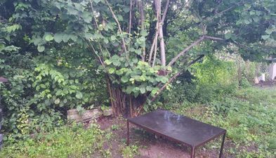 კახიმერი_4