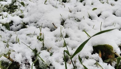 ბაკურიანი პარკ რეზიდენს აპარტამენტი 15_6