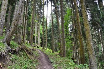 ზვიადის  საოჯახო სასტუმრო_4