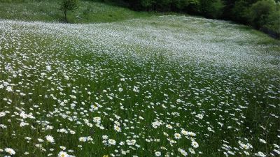 ეკო კოტეჯები_5