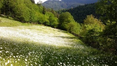 ეკო კოტეჯები_6