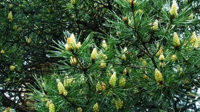 ეკო კოტეჯები_7