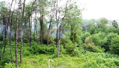 დავითი_3