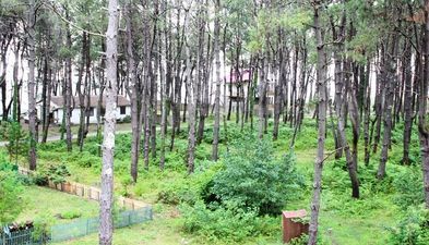 დავითი_4