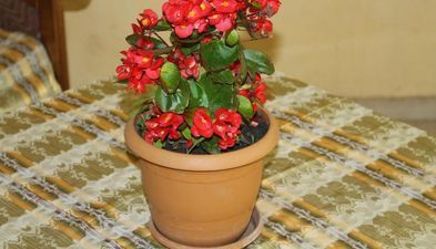 კივის სახლი_2