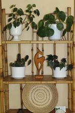 კივის სახლი_6