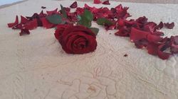 Roses Garden 4