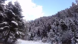 Borjomi Forest 17