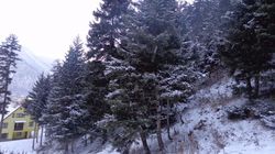 Borjomi Forest 22