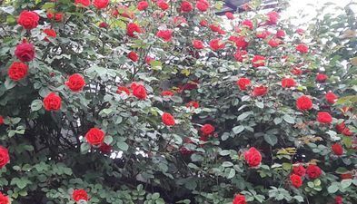 ნატო და ლადო_2