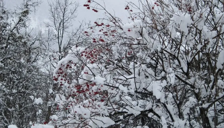 Kvesheti — Photo 39