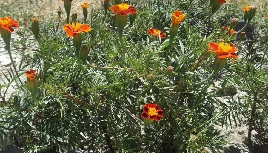 ქერიგო — ფოტო 35
