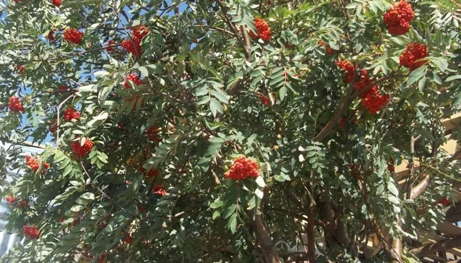 ქერიგო — ფოტო 42