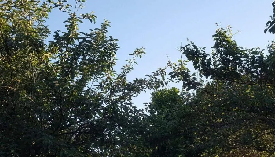 კახიმერი — ფოტო 10