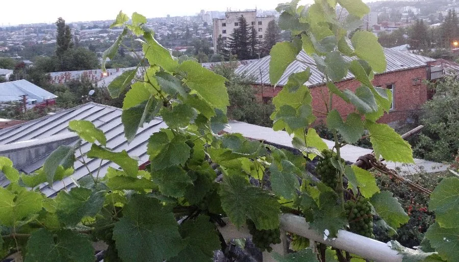მეგობრების სახლი — ფოტო 19