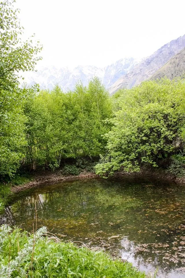 მწვანე კოტეჯები — ფოტო 13