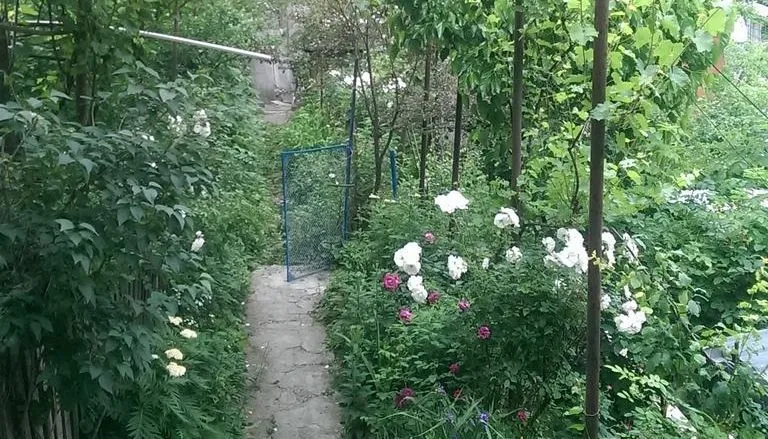 Borjomi-Nua — Photo 2