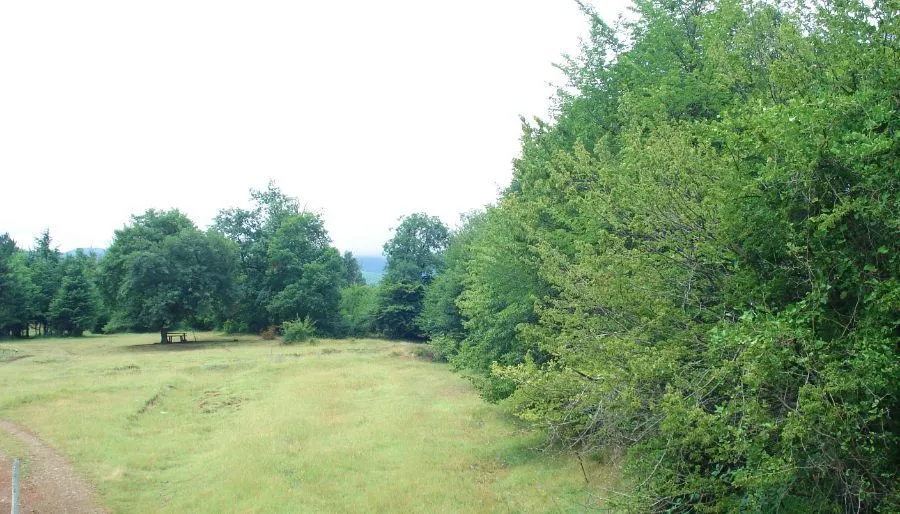 House in the forest — Photo 2