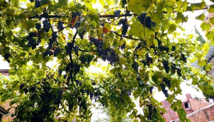 ჩვენი სახლი — ფოტო 1