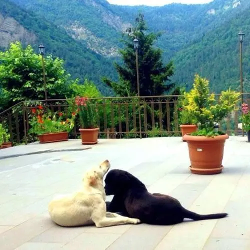 Anano's Guesthouse — Photo 4