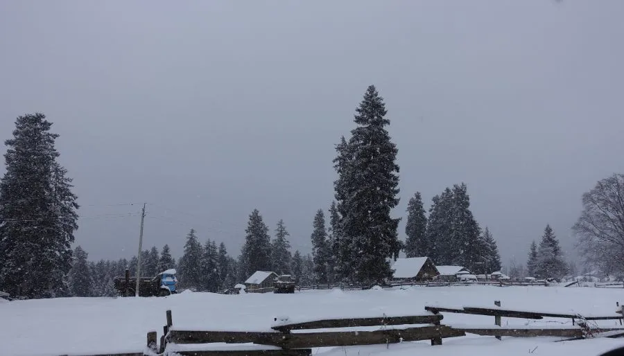დიდველი შალე ლელე 145 — ფოტო 8