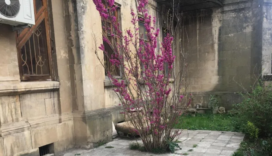 ტატი — ფოტო 3