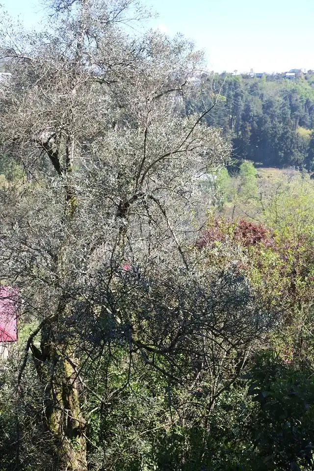 ELDARI — Photo 10