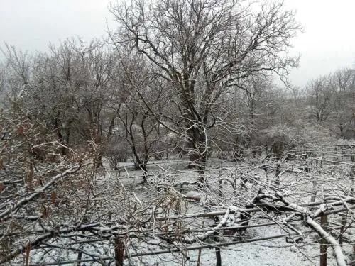 ხის სახლი — ფოტო 5
