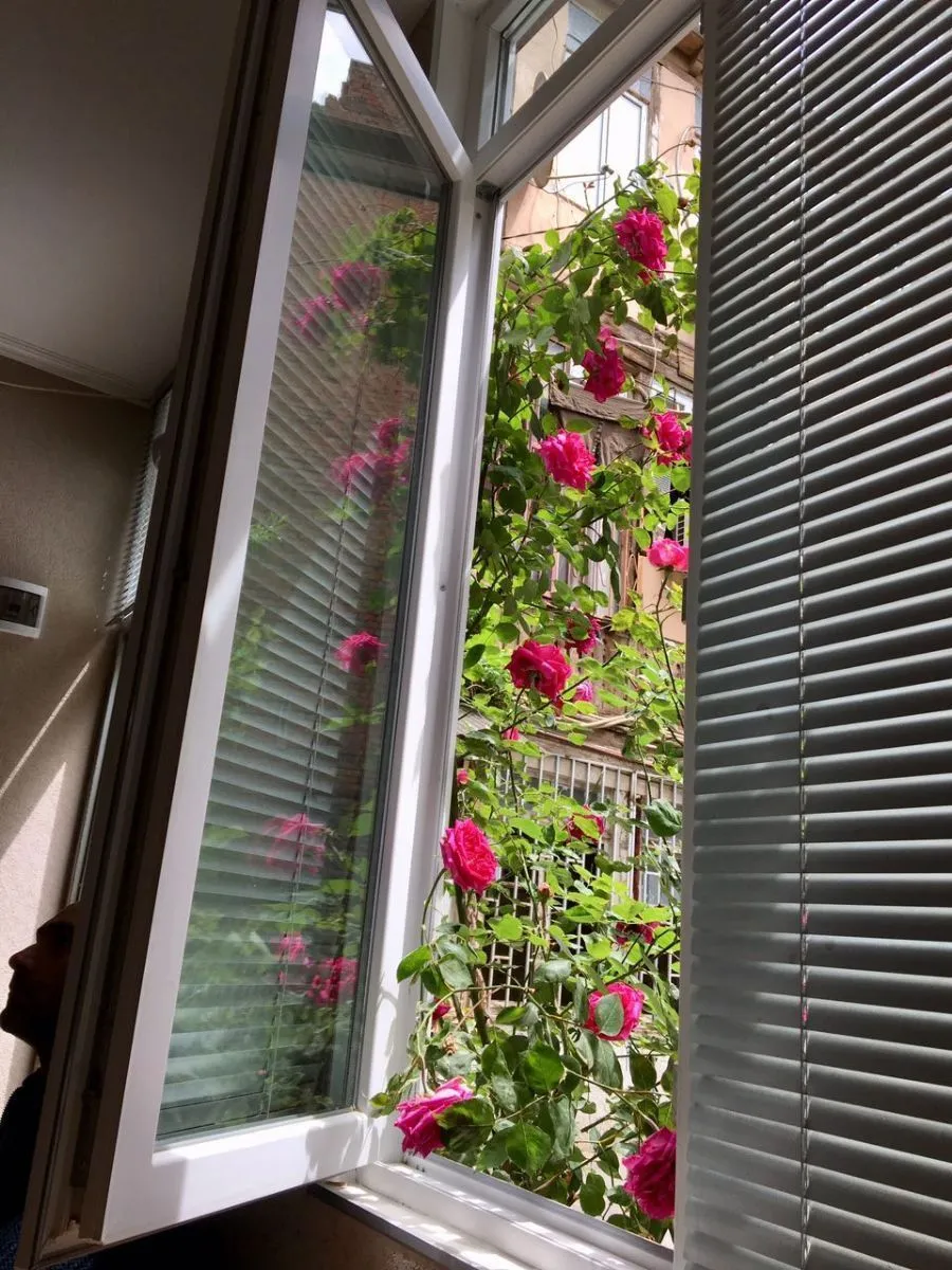 Lilu’s home — Photo 7