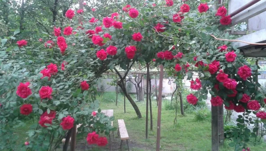 საბა — ფოტო 5