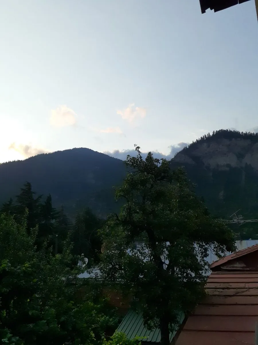 დავითი — ფოტო 5