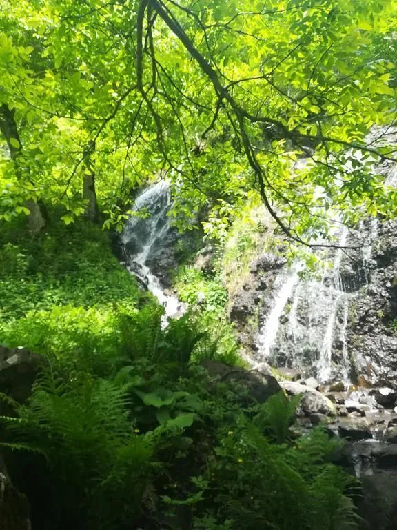 ვაშლოვანი — ფოტო 22