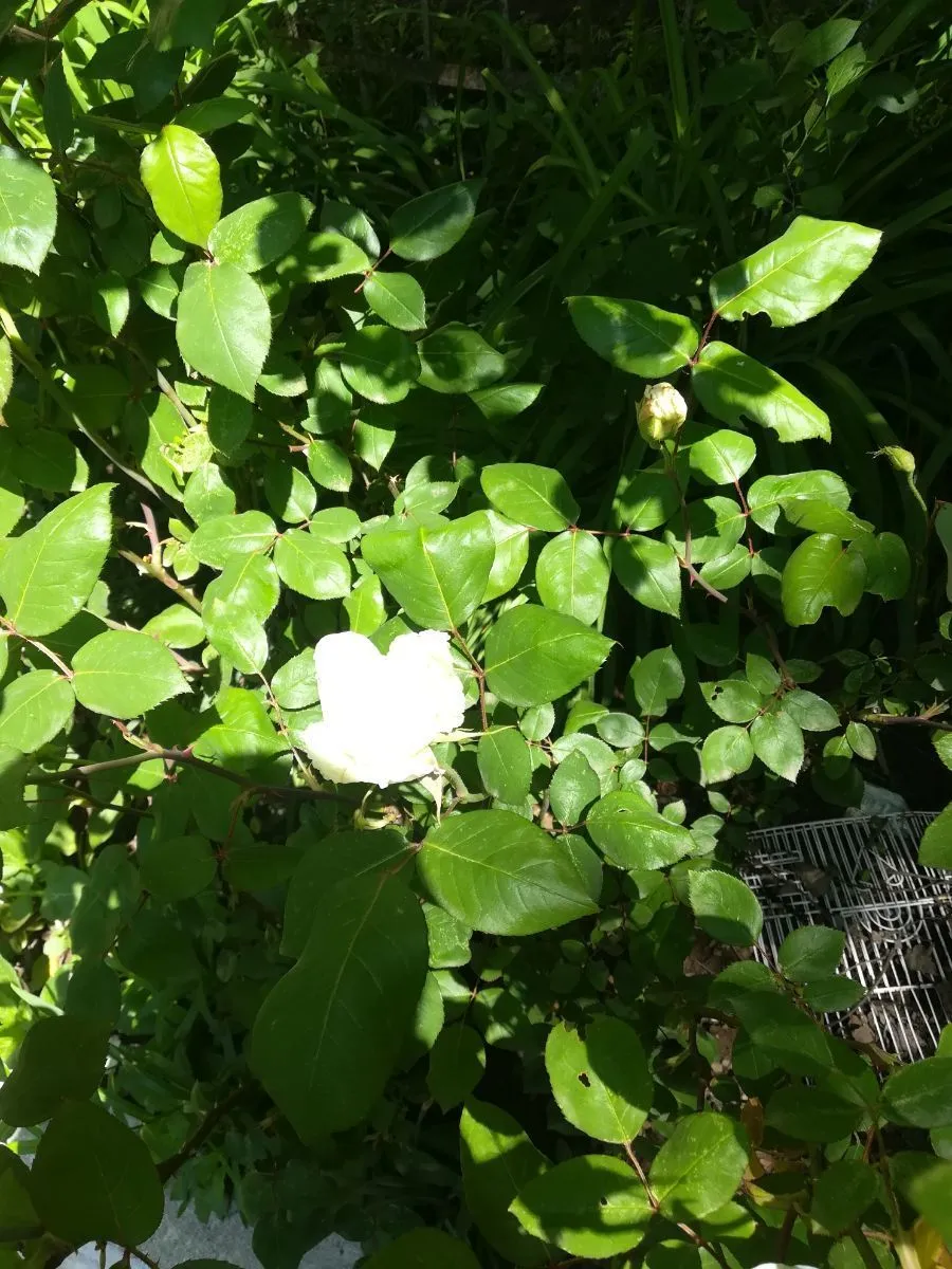 Guesthouse Vashlovani — Photo 12