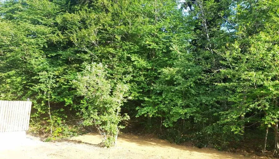 კოხტა ბაკურიანი — ფოტო 13