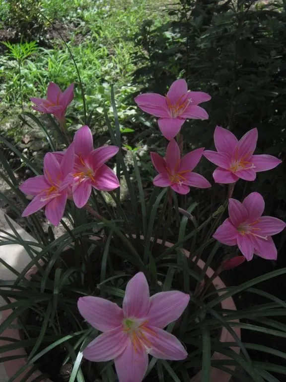 ედენა — ფოტო 4