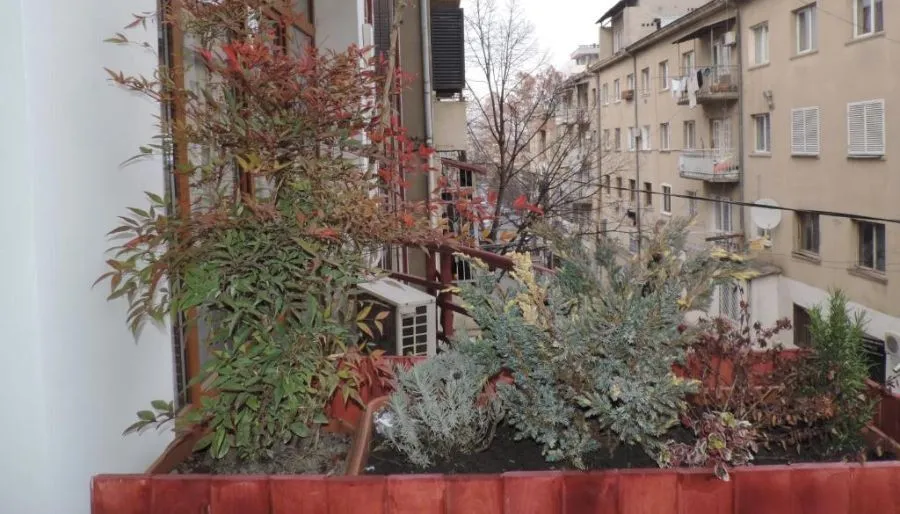 ვიპ ვიქტორია — ფოტო 24