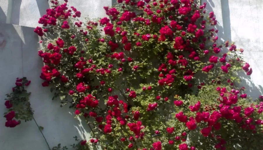 Green Rose — Photo 4