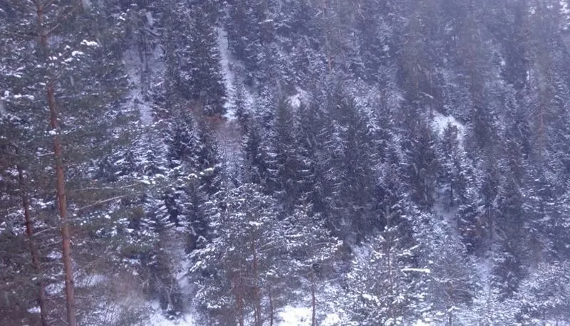 Borjomi Forest — Photo 22