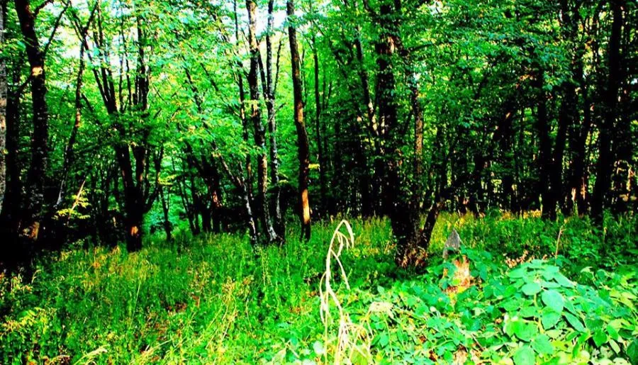 Iaraji — Photo 1