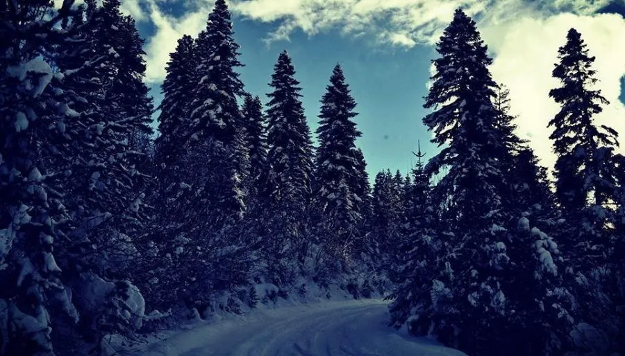 Mestia 4 season — Photo 8